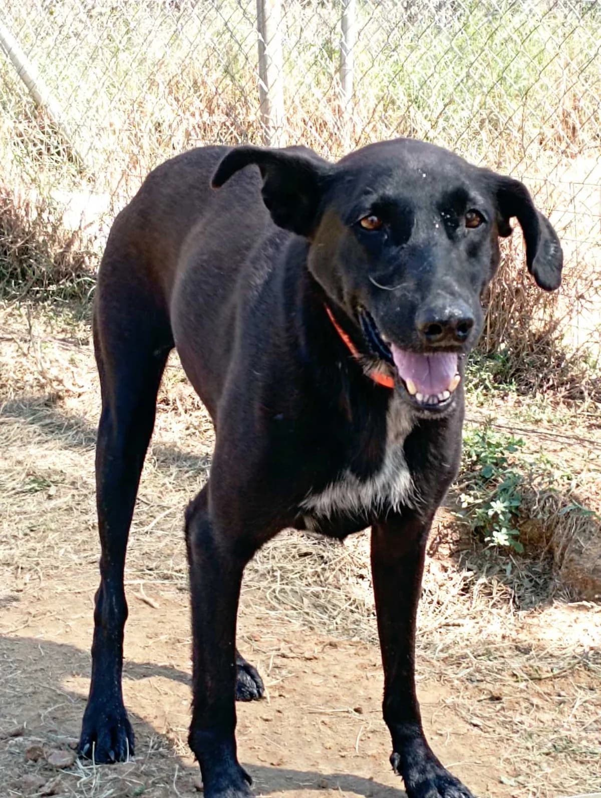 Zaira (Mayroyla) (Ζαΐρα (Μαυρούλα)), Mixed Breed for adoption at Αδέσποτοι Φίλοι Ξάνθης, Ξάνθη