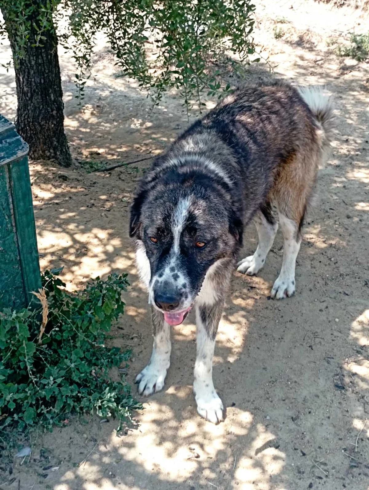 Foivos (Φοίβος), Mixed Breed for adoption at Αδέσποτοι Φίλοι Ξάνθης, Ξάνθη