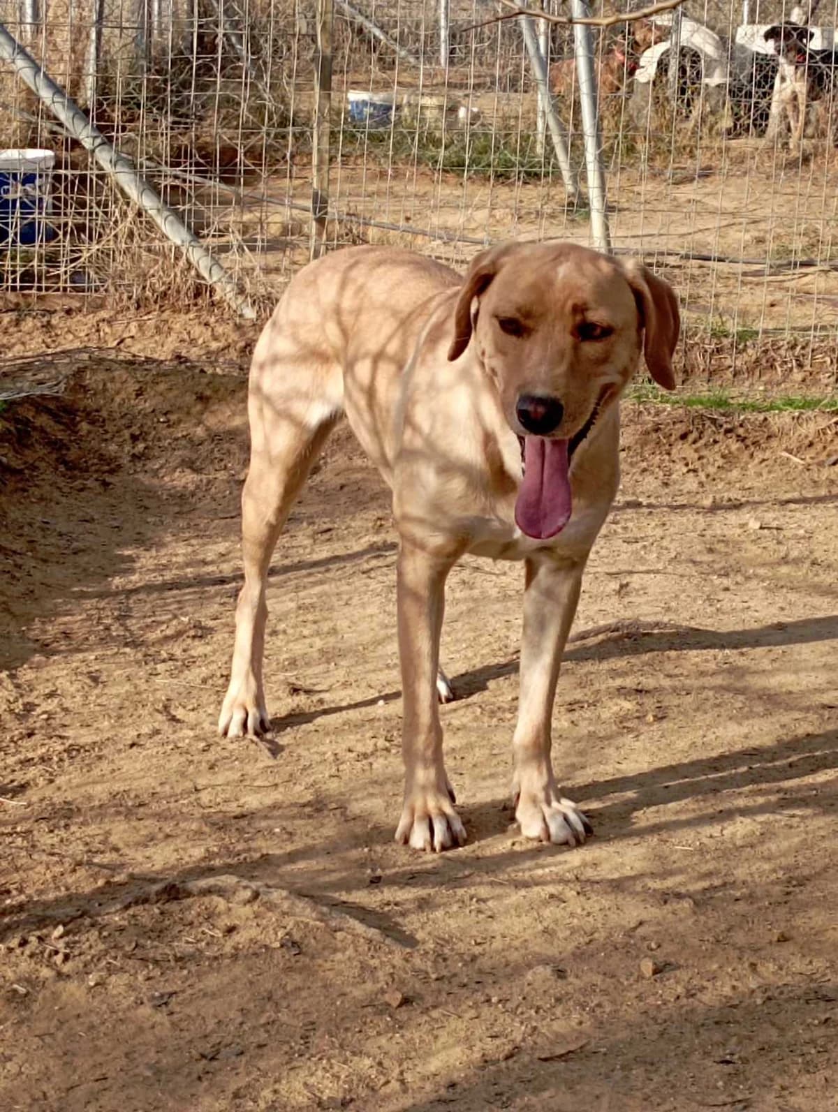 Perla (Πέρλα), Mixed Breed for adoption at Αδέσποτοι Φίλοι Ξάνθης, Ξάνθη