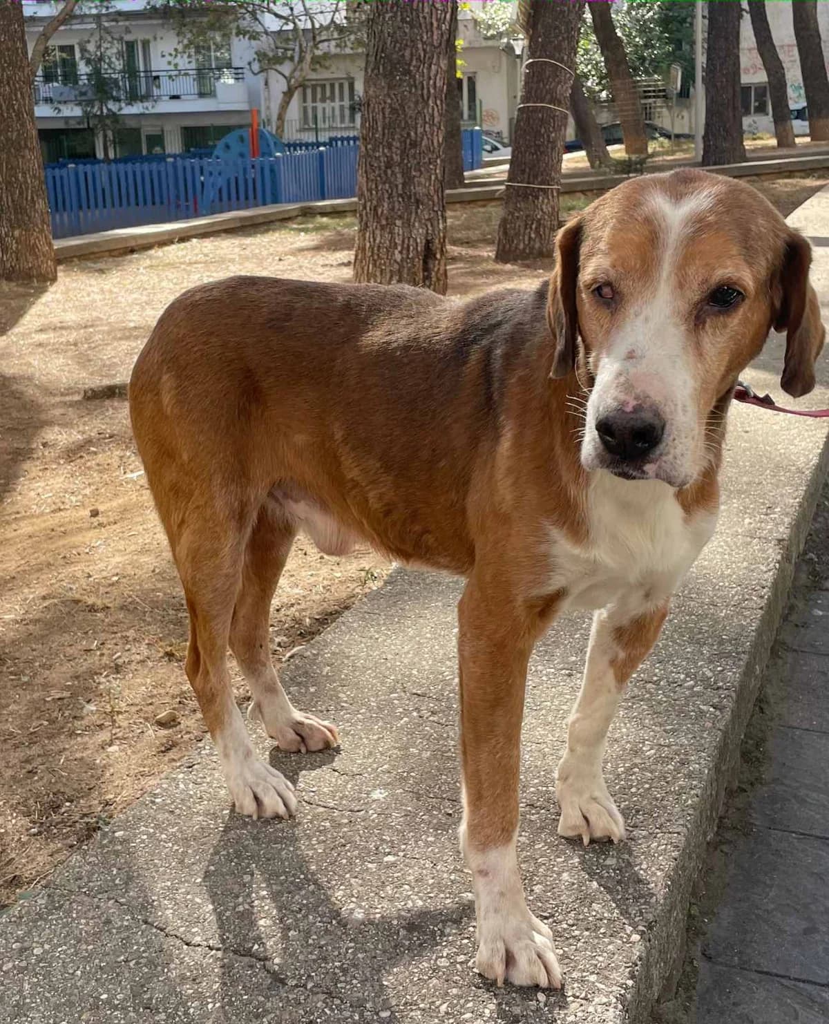 Kanellos (Κανέλλος), Mixed Breed for adoption at Αδέσποτοι Φίλοι Ξάνθης, Ξάνθη