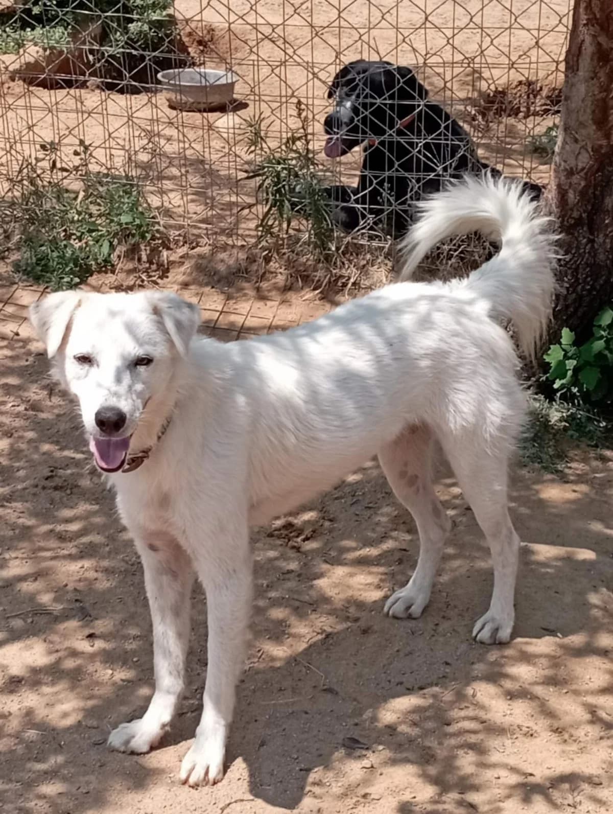 Άggelos (Άγγελος), Mixed Breed for adoption at Αδέσποτοι Φίλοι Ξάνθης, Ξάνθη