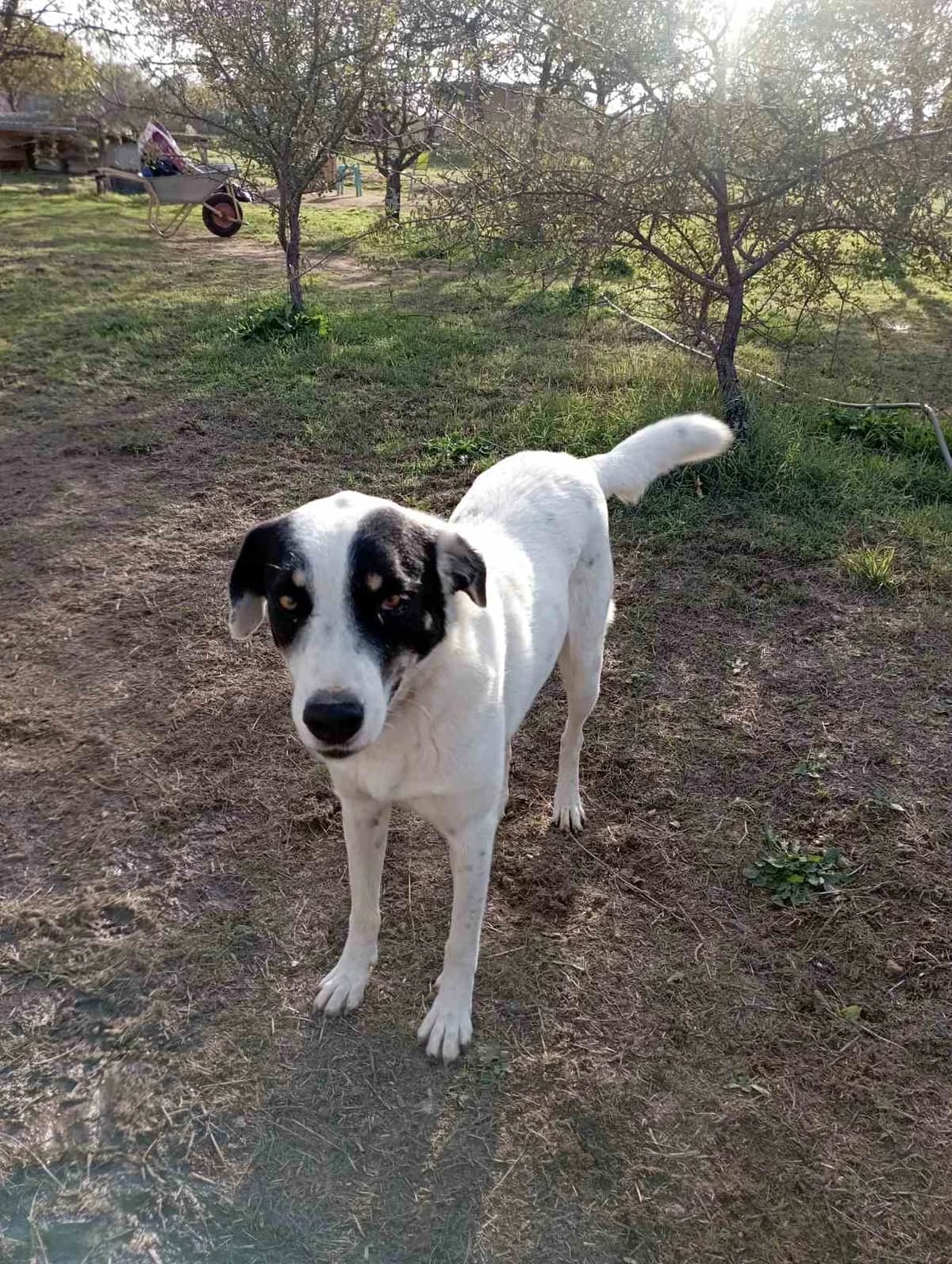 Foto (Φώτο), Mixed Breed for adoption at Αδέσποτοι Φίλοι Ξάνθης, Ξάνθη