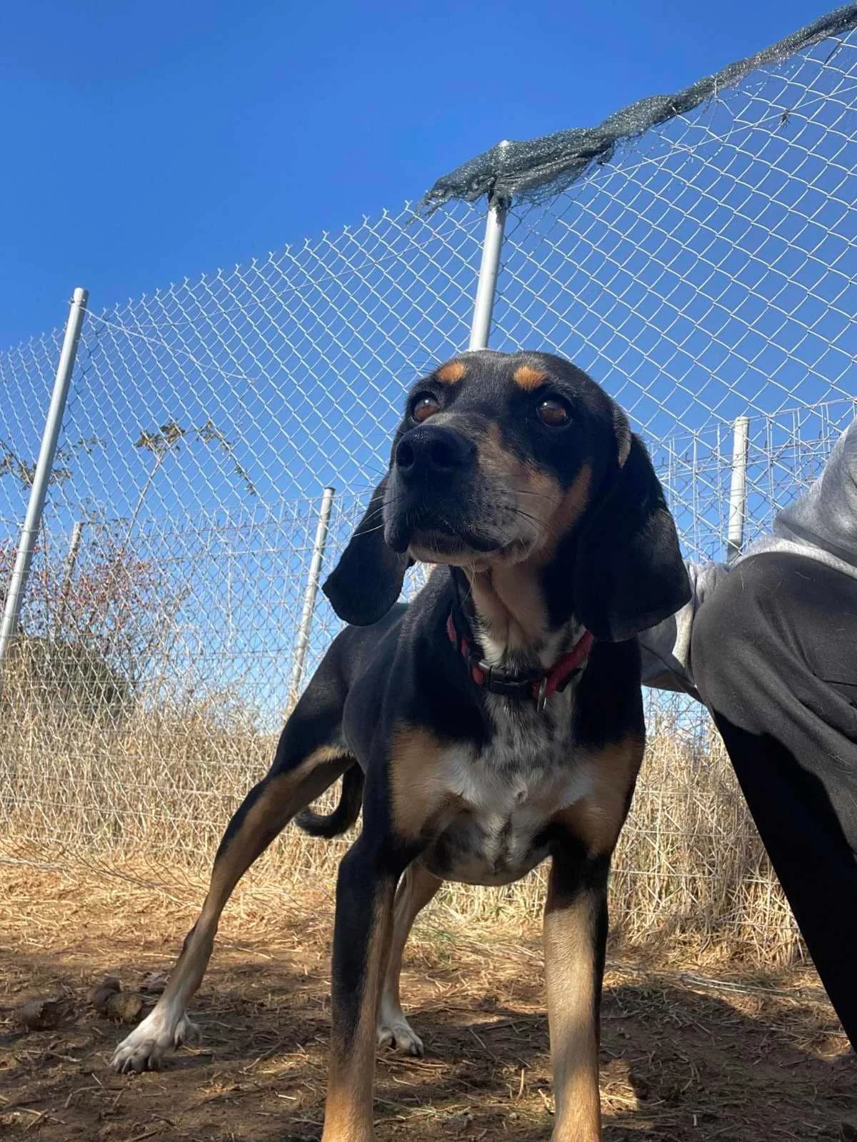 Sotiris (Σωτήρης), Mixed Breed for adoption at Αδέσποτοι Φίλοι Ξάνθης, Ξάνθη