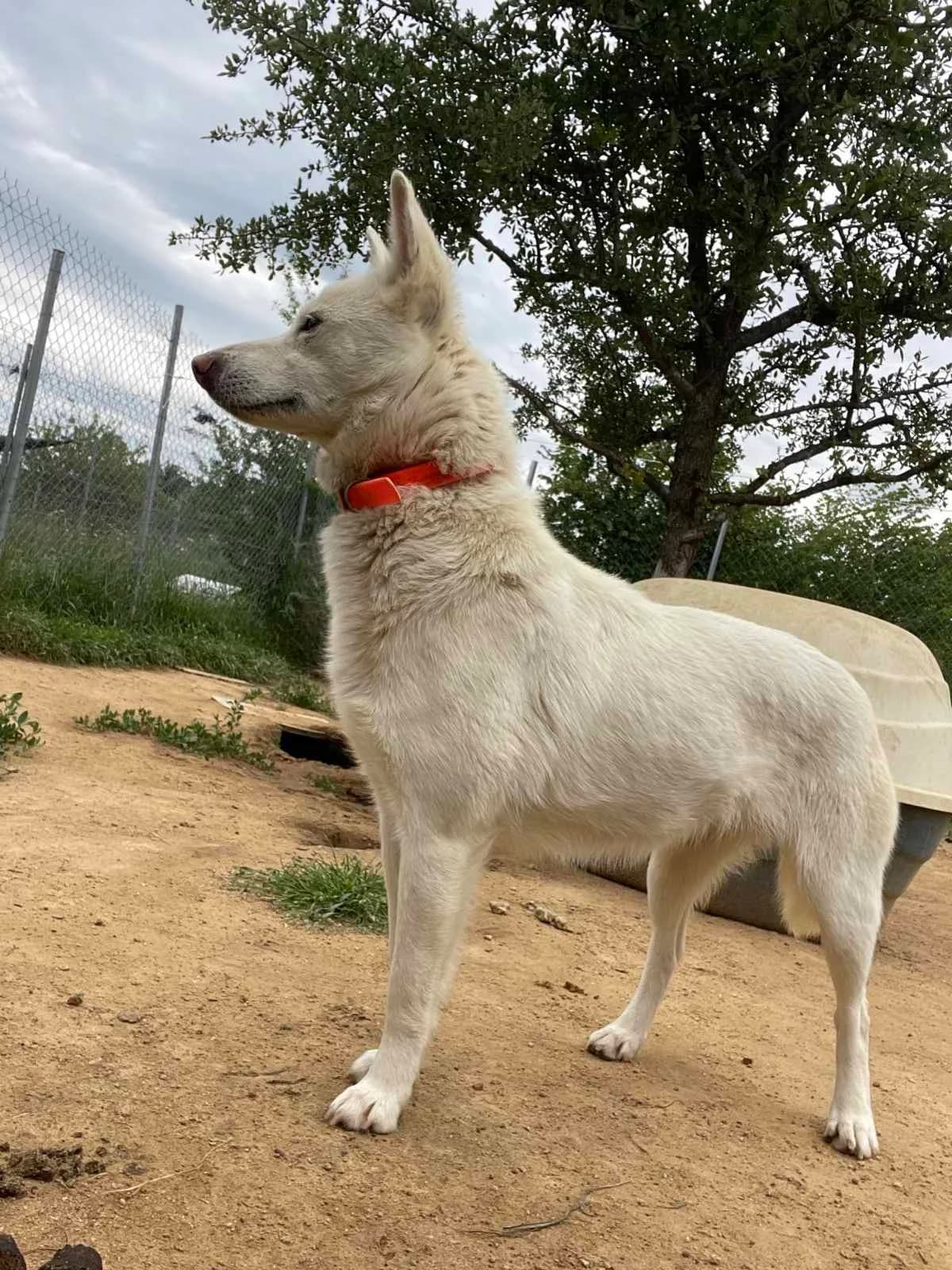 Ekavi (Εκάβη), Mixed Breed for adoption at Αδέσποτοι Φίλοι Ξάνθης, Ξάνθη