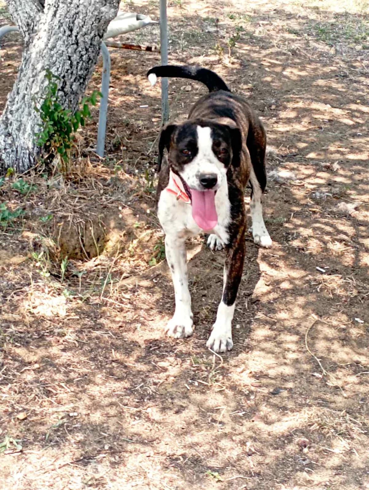 Kler (Κλερ), Mixed Breed for adoption at Αδέσποτοι Φίλοι Ξάνθης, Ξάνθη