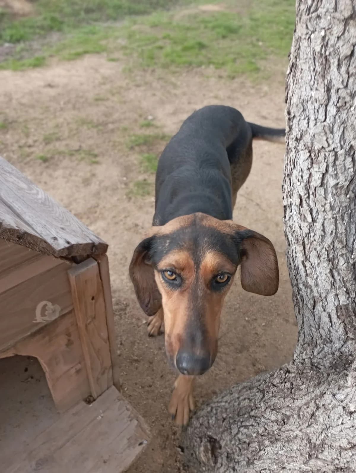 Tsofli (Eliza) (Τσόφλι (Ελίζα)), Mixed Breed for adoption at Αδέσποτοι Φίλοι Ξάνθης, Ξάνθη
