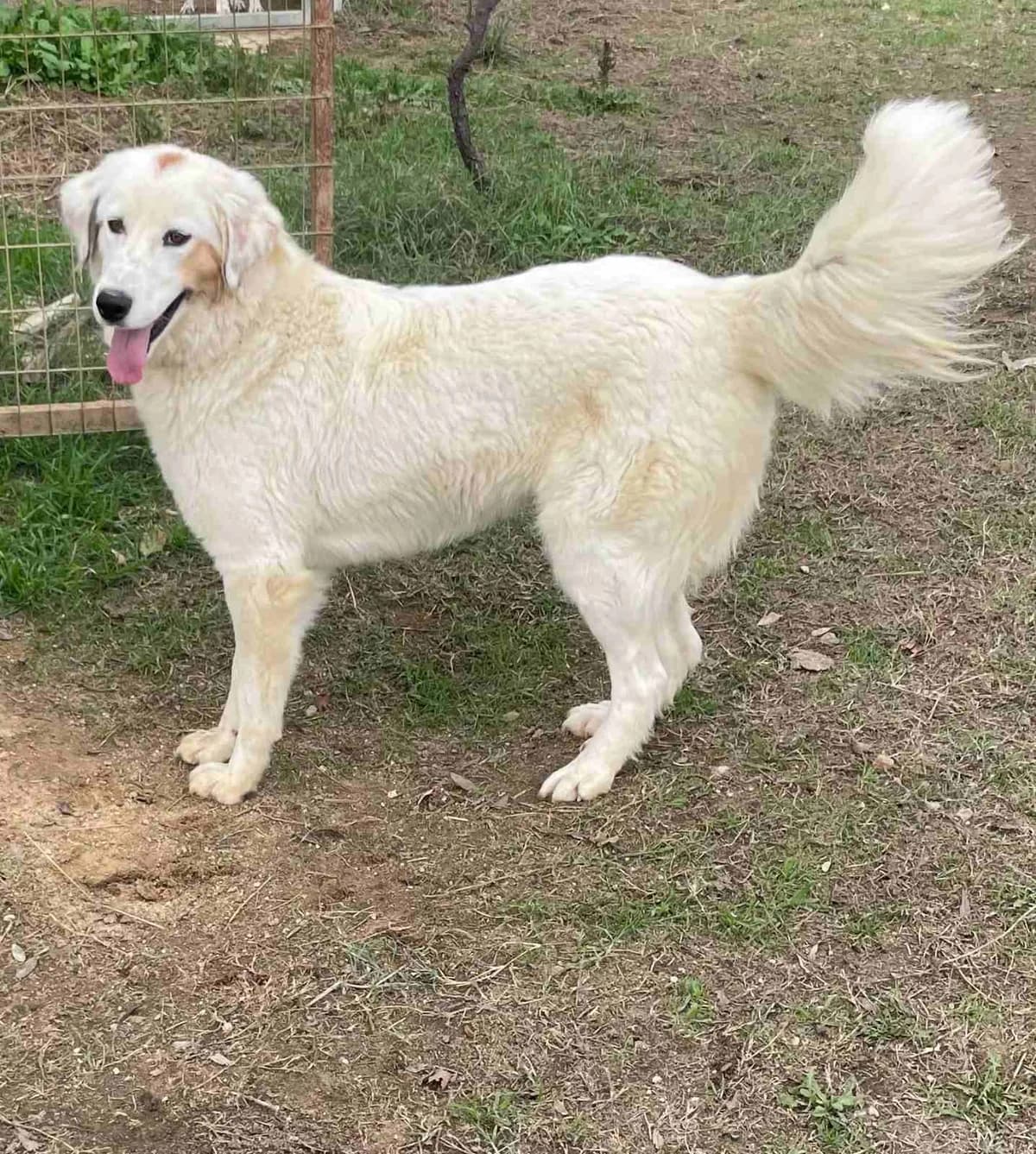 Faidra (Φαίδρα), Mixed Breed for adoption at Αδέσποτοι Φίλοι Ξάνθης, Ξάνθη