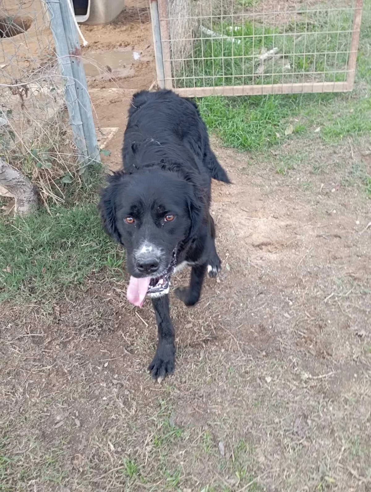 Santy (Σάντυ), Mixed Breed for adoption at Αδέσποτοι Φίλοι Ξάνθης, Ξάνθη