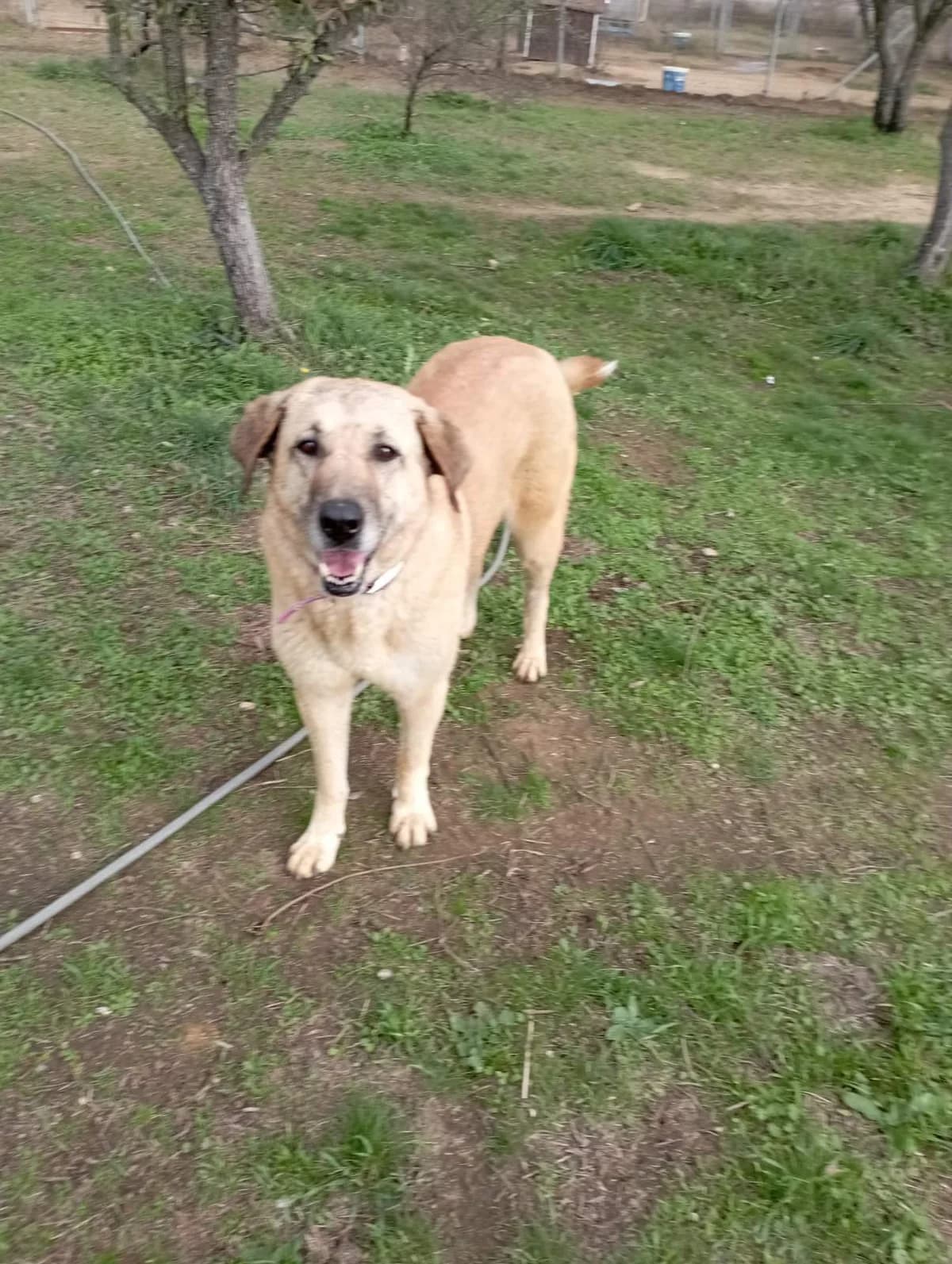 Glykeria (Γλυκερία), Mixed Breed for adoption at Αδέσποτοι Φίλοι Ξάνθης, Ξάνθη