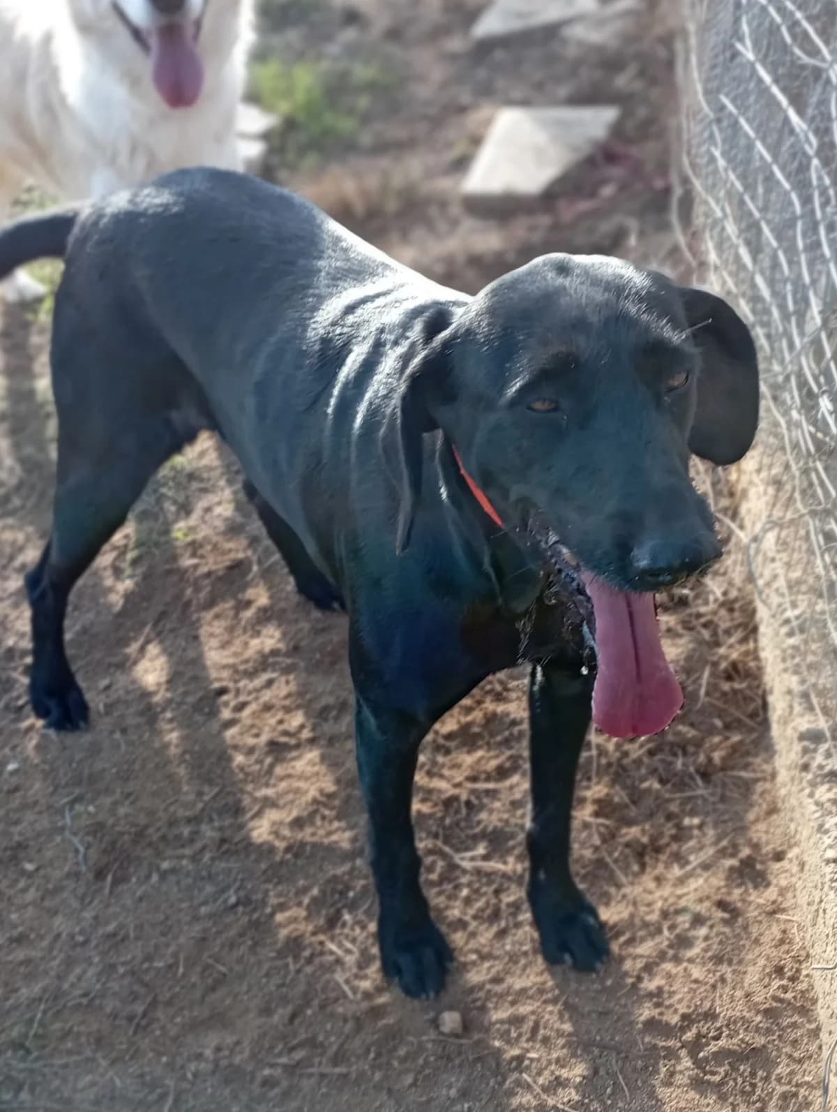 Zizel (Ζιζέλ), Mixed Breed for adoption at Αδέσποτοι Φίλοι Ξάνθης, Ξάνθη