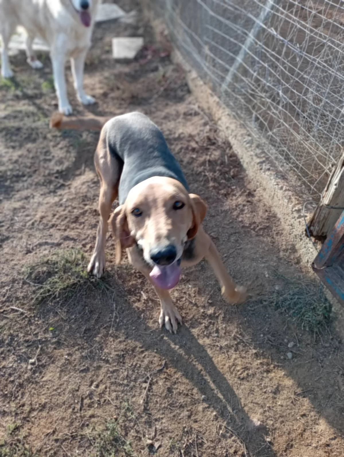 Kali (Κάλη), Mixed Breed for adoption at Αδέσποτοι Φίλοι Ξάνθης, Ξάνθη