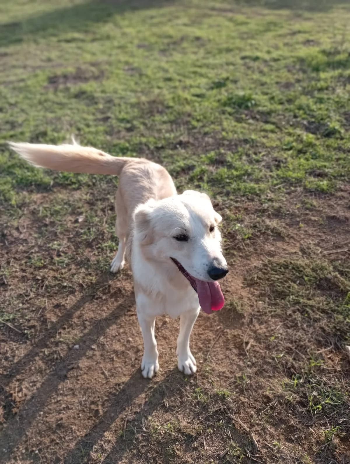 Ήlios (Ήλιος), Mixed Breed for adoption at Αδέσποτοι Φίλοι Ξάνθης, Ξάνθη
