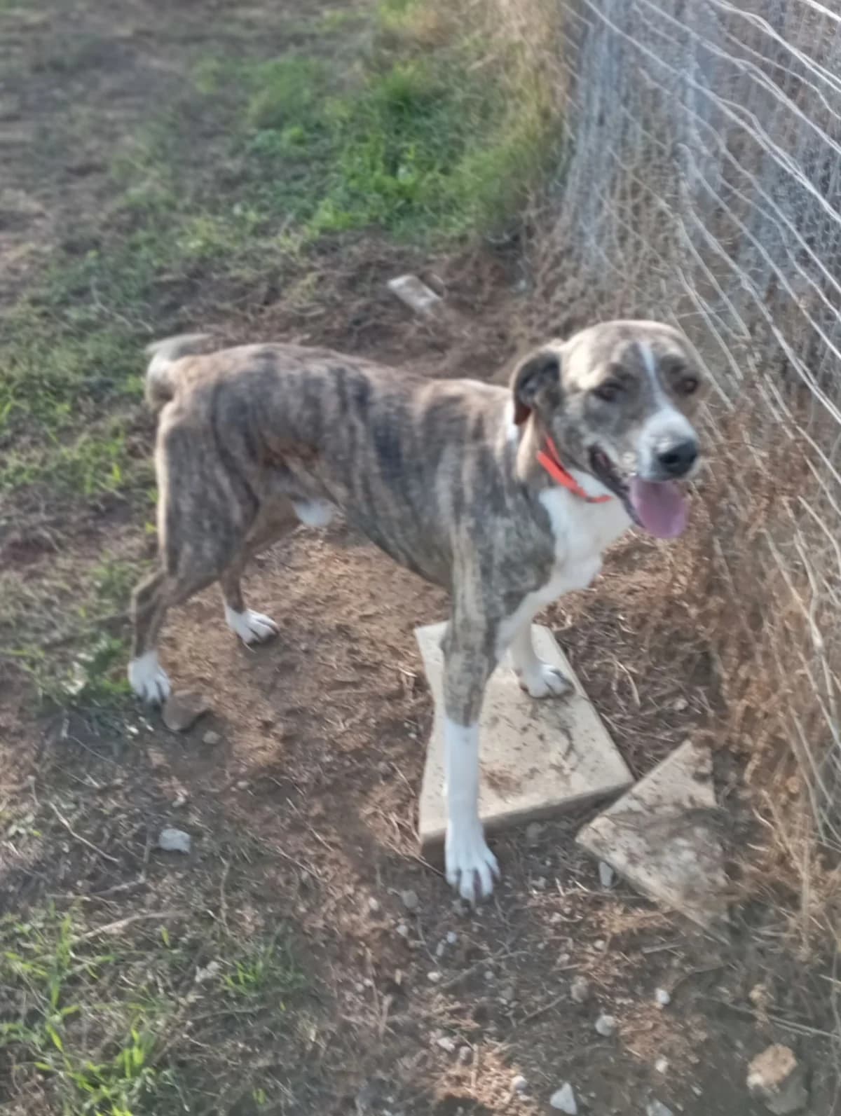 Pardalis (Παρδάλης), Mixed Breed for adoption at Αδέσποτοι Φίλοι Ξάνθης, Ξάνθη