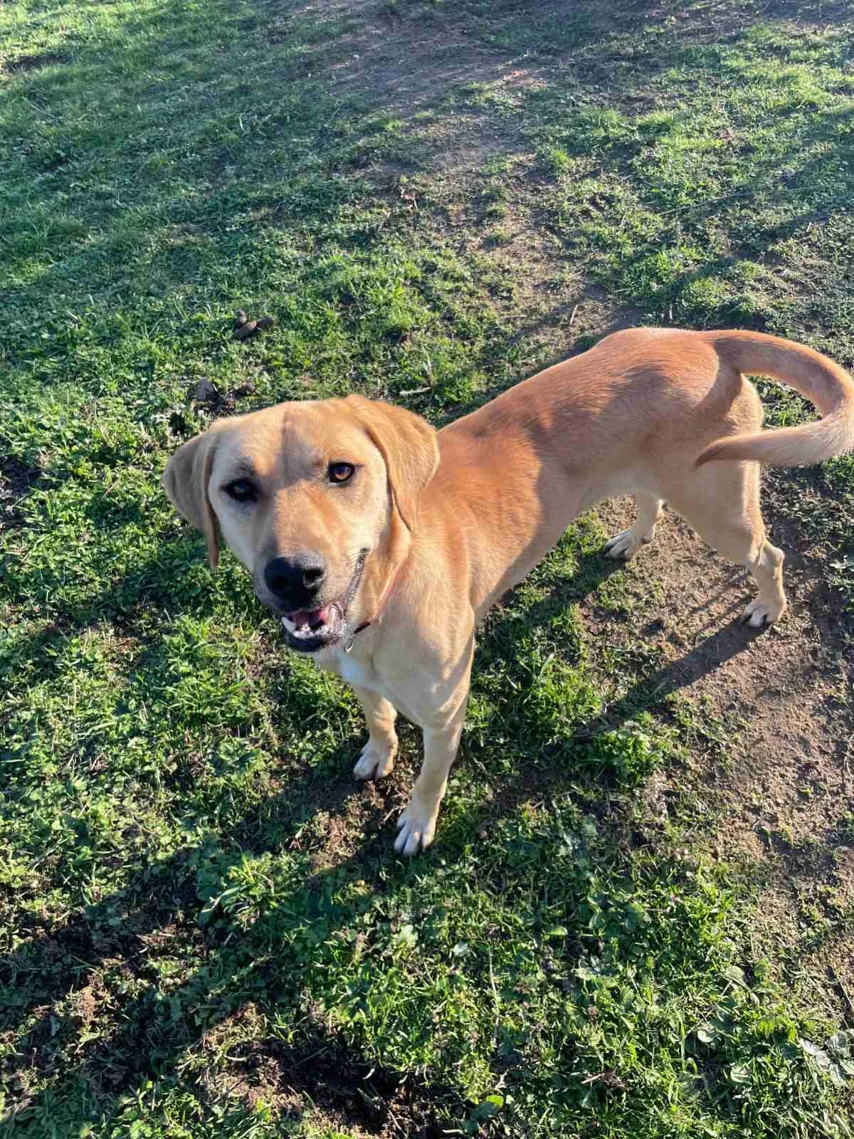 Karamela (Καραμέλα), Mixed Breed for adoption at Αδέσποτοι Φίλοι Ξάνθης, Ξάνθη