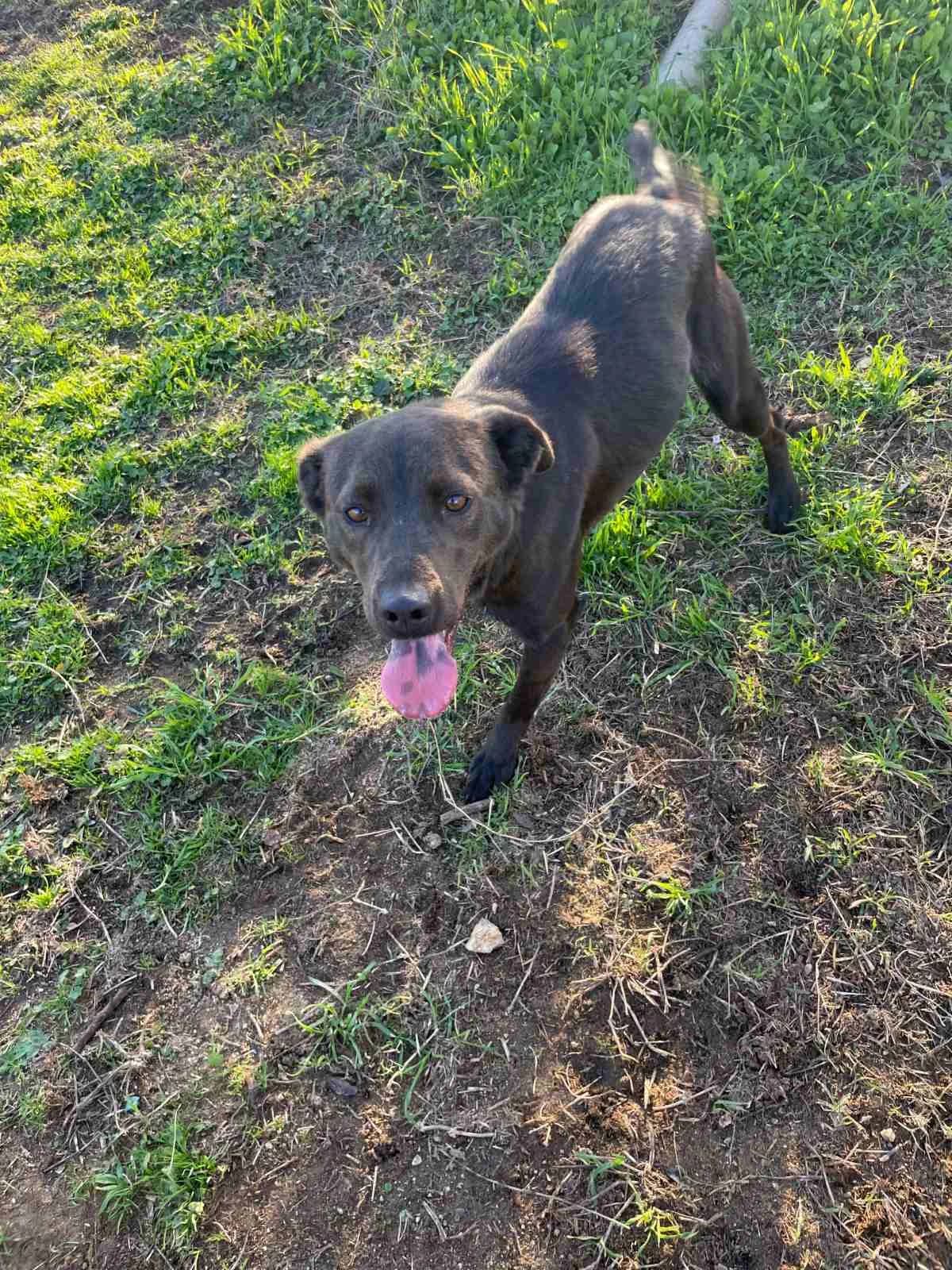 Paschalis (Πασχάλης), Mixed Breed for adoption at Αδέσποτοι Φίλοι Ξάνθης, Ξάνθη
