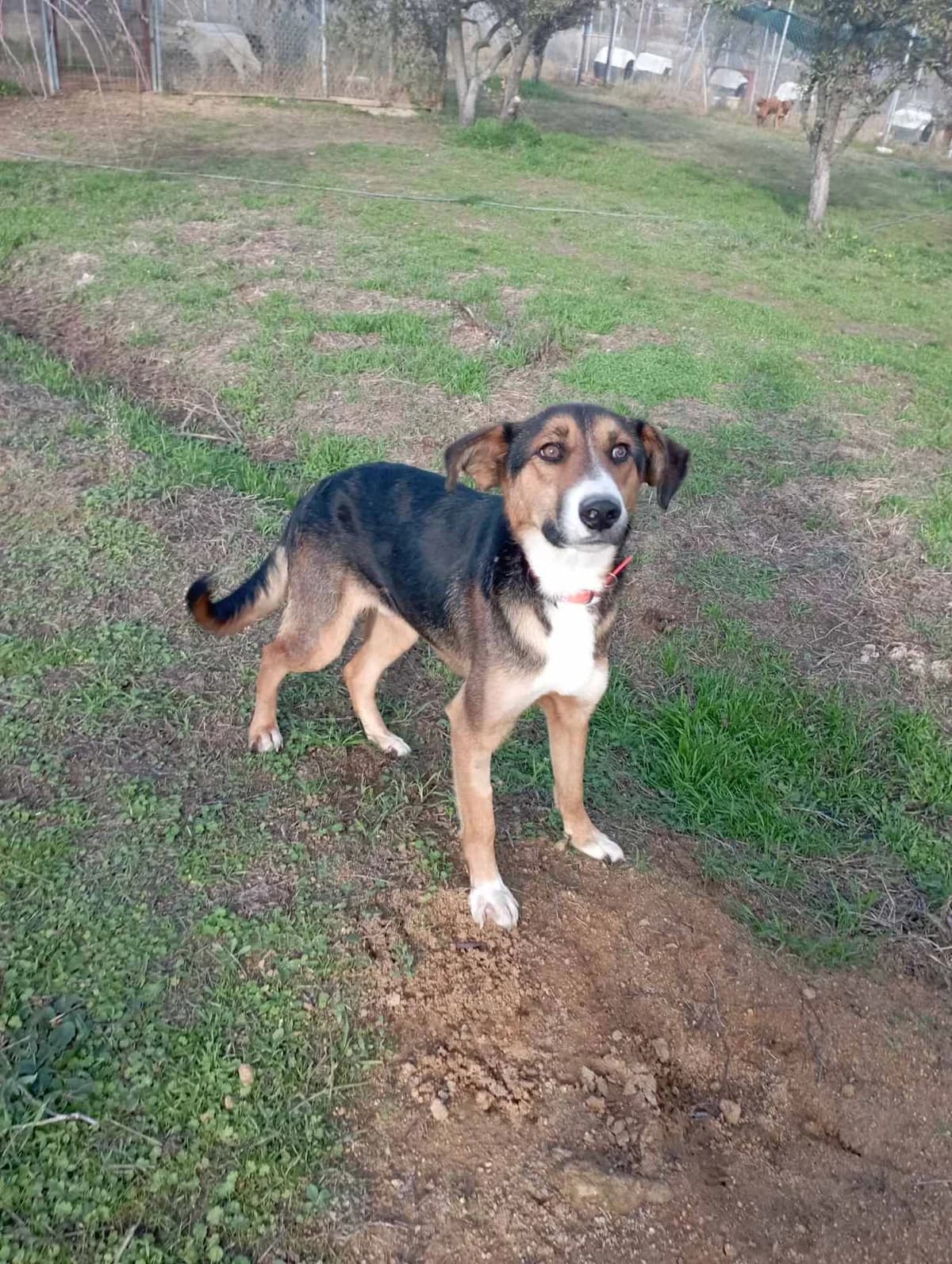 Rami (Ραμή), Mixed Breed for adoption at Αδέσποτοι Φίλοι Ξάνθης, Ξάνθη