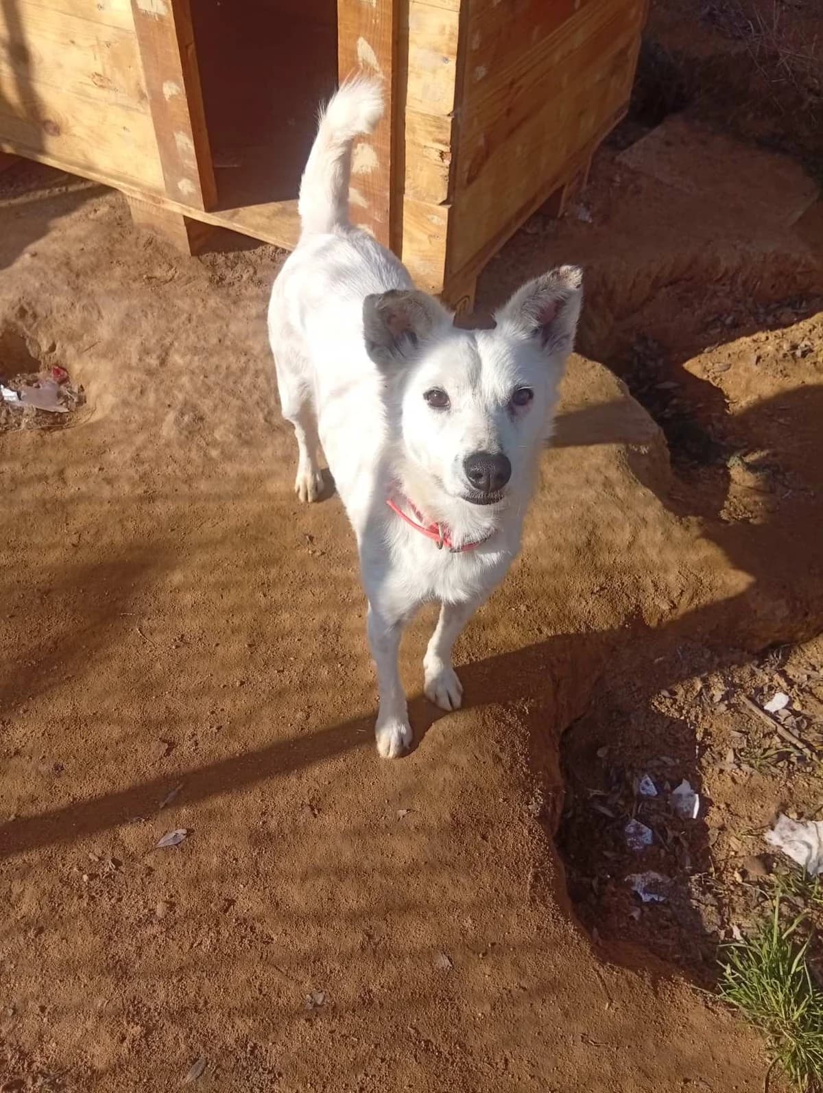 Asproylis (Ασπρούλης), Mixed Breed for adoption at Αδέσποτοι Φίλοι Ξάνθης, Ξάνθη