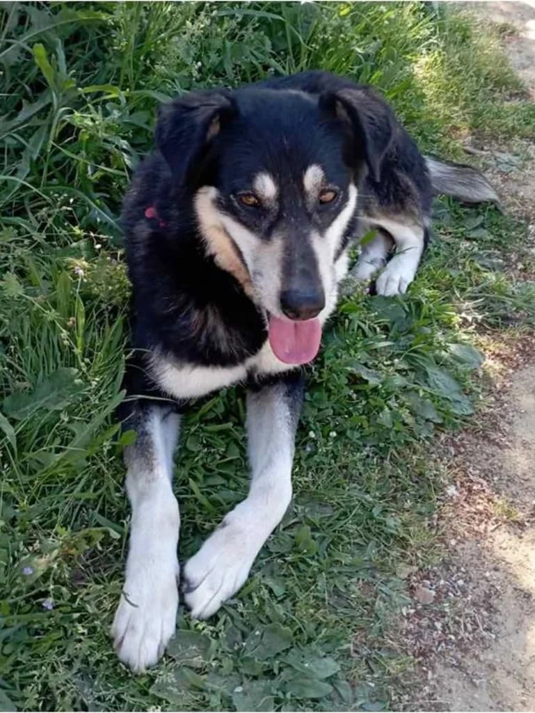 Rene (Ρενέ), Mixed Breed for adoption at Αδέσποτοι Φίλοι Ξάνθης, Ξάνθη