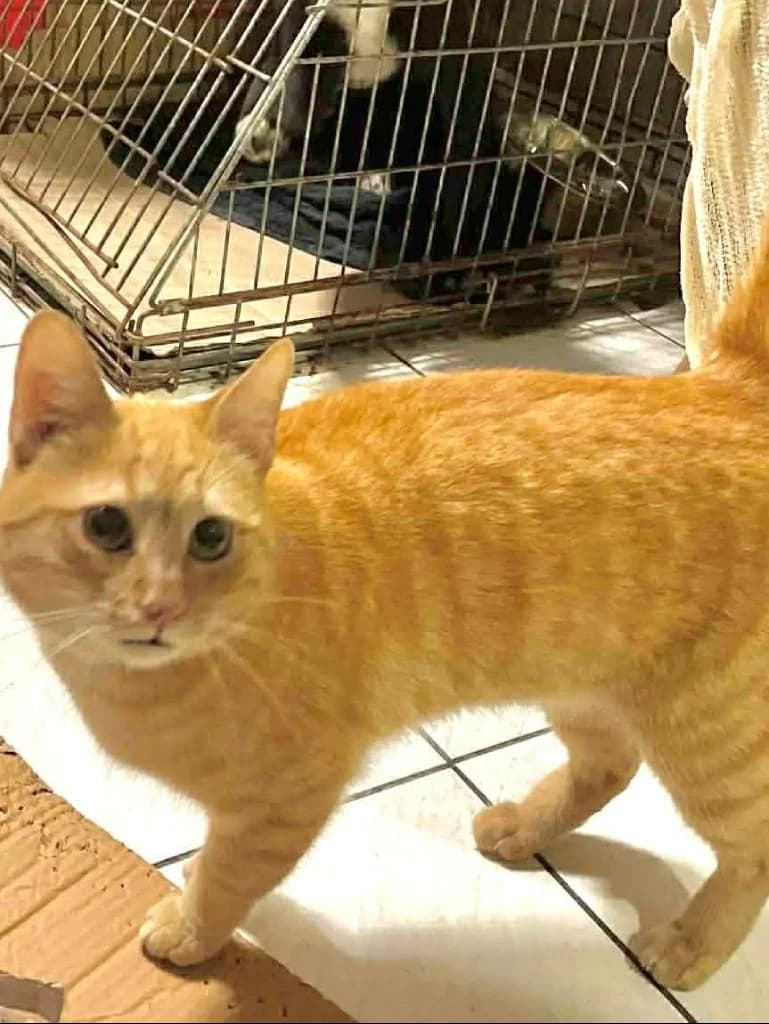 Kert (Κερτ), Mixed Breed for adoption at Αδέσποτοι Φίλοι Ξάνθης, Ξάνθη