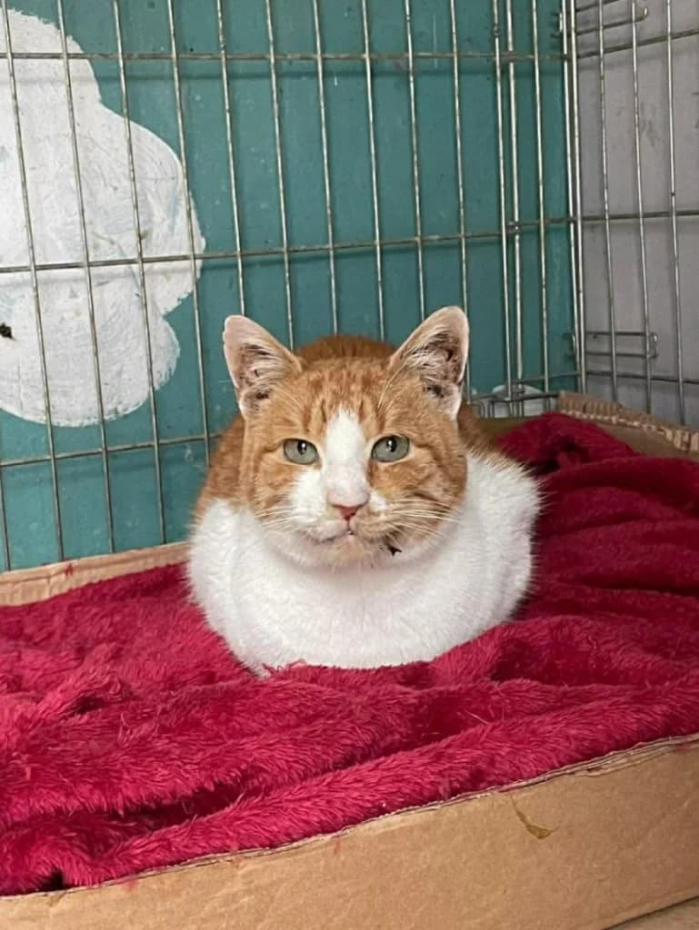 Floyflis (Φλούφλης), Mixed Breed for adoption at Αδέσποτοι Φίλοι Ξάνθης, Ξάνθη