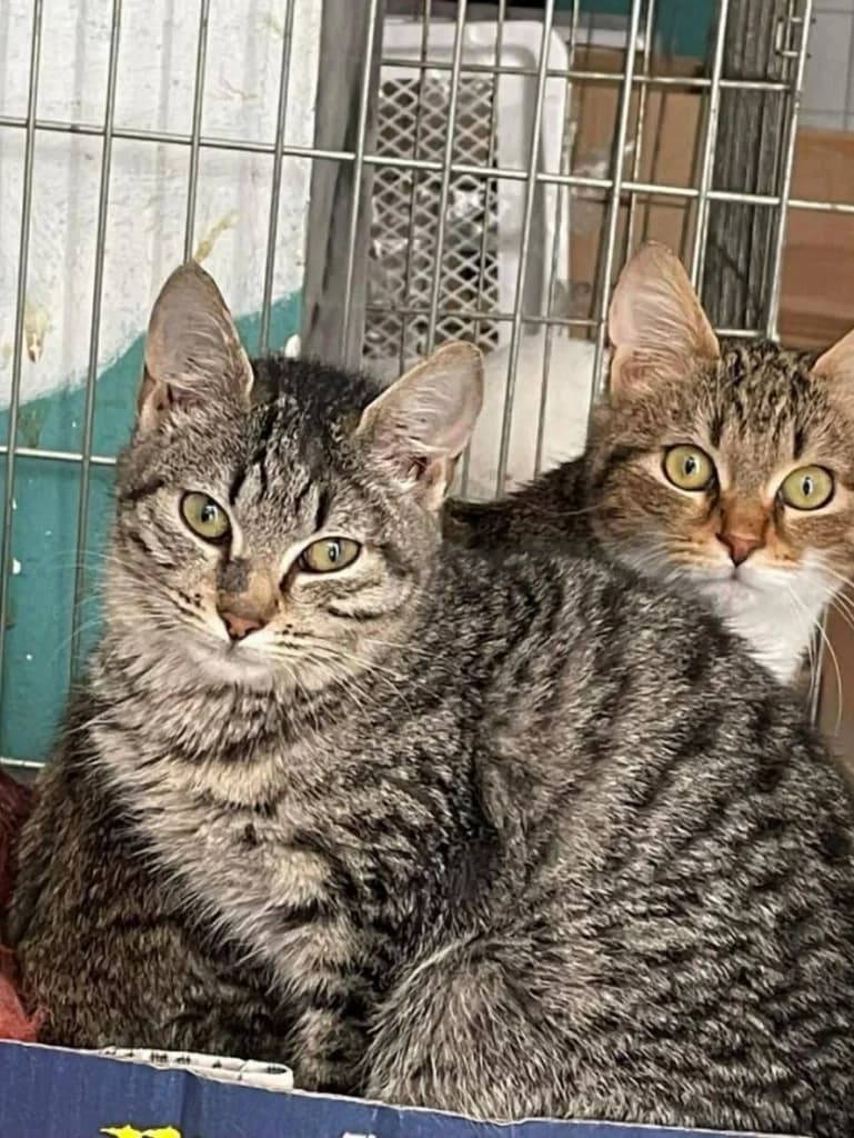 Tzovana (Τζοβάνα), Mixed Breed for adoption at Αδέσποτοι Φίλοι Ξάνθης, Ξάνθη