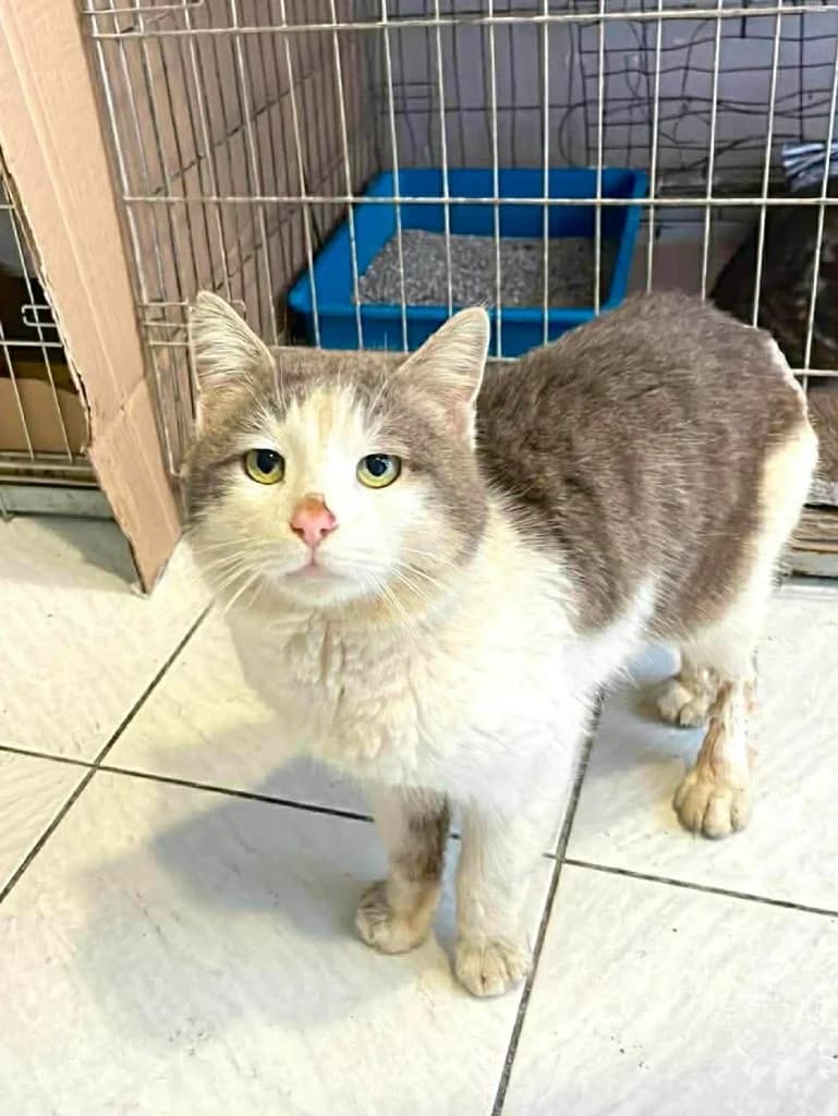 Foivos (Φοίβος), Mixed Breed for adoption at Αδέσποτοι Φίλοι Ξάνθης, Ξάνθη