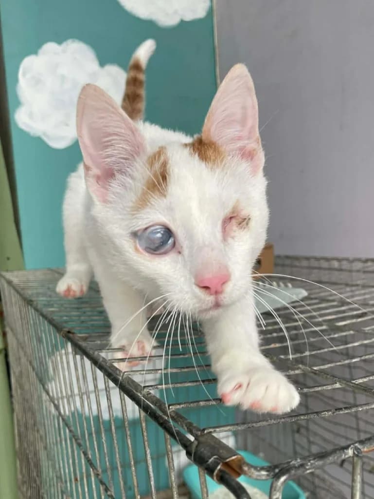 Sitka (Σίτκα), Mixed Breed for adoption at Αδέσποτοι Φίλοι Ξάνθης, Ξάνθη