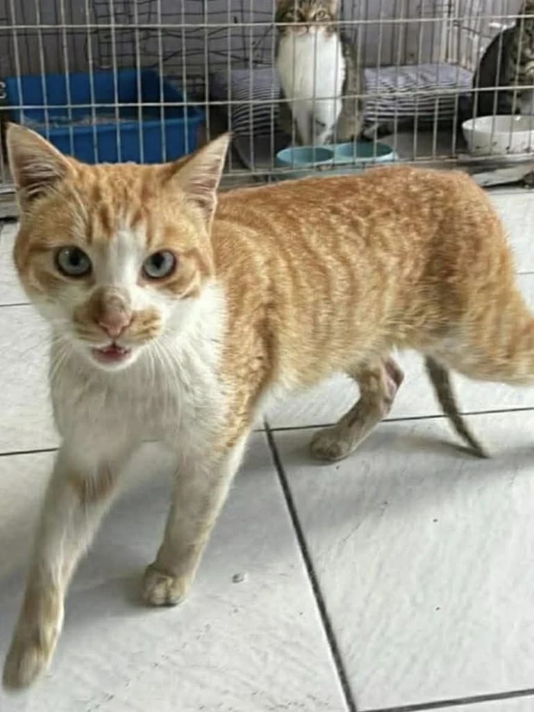 Loymin (Λούμιν), Mixed Breed for adoption at Αδέσποτοι Φίλοι Ξάνθης, Ξάνθη