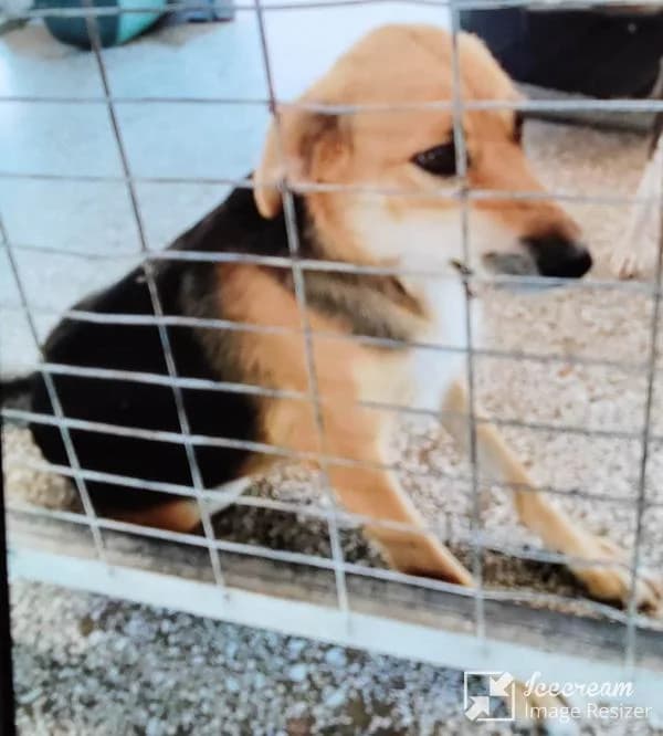 Adespoto 4898 SE ANADOChI (Αδέσποτο 4898 ΣΕ ΑΝΑΔΟΧΗ), Mixed Breed for adoption at Αδέσποτα Δήμου Βόλου, Volos