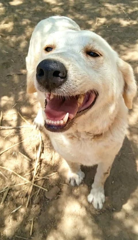 aggeliki, female 4yo mixed breed for adoption at Animal Arcadia Care, North Kynouria, Arcadia