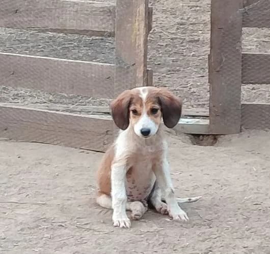 kafe aspro koutavi, mixed breed for adoption at Animal Arcadia Care, North Kynouria, Arcadia