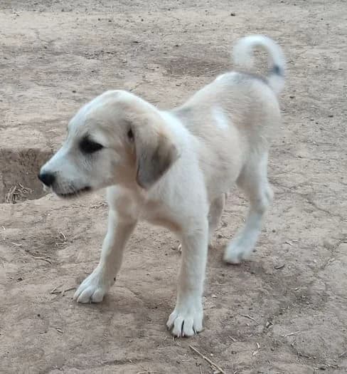 leuko mpez koutavi, mixed breed for adoption at Animal Arcadia Care, North Kynouria, Arcadia