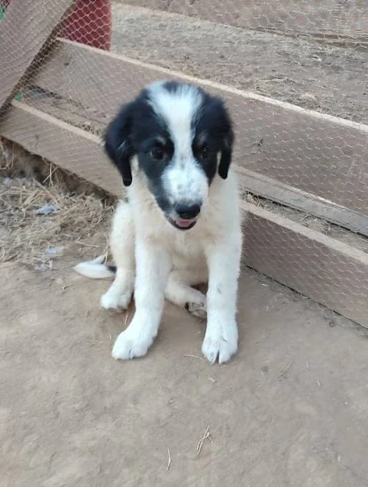 leyko mayro koytavi, mixed breed for adoption at Animal Arcadia Care, North Kynouria, Arcadia