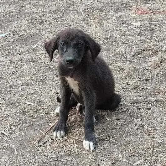 mauroulis, mixed breed for adoption at Animal Arcadia Care, North Kynouria, Arcadia