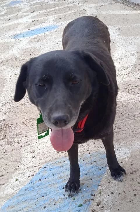 mpoumpou, female 6yo mixed breed for adoption at Animal Arcadia Care, North Kynouria, Arcadia