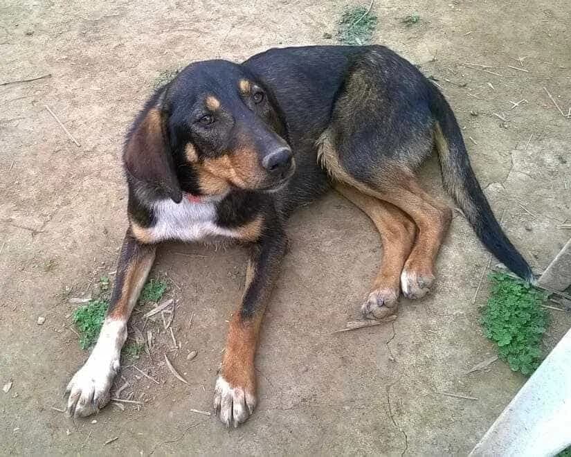 victoria, female 6yo mixed breed for adoption at Animal Arcadia Care, North Kynouria, Arcadia