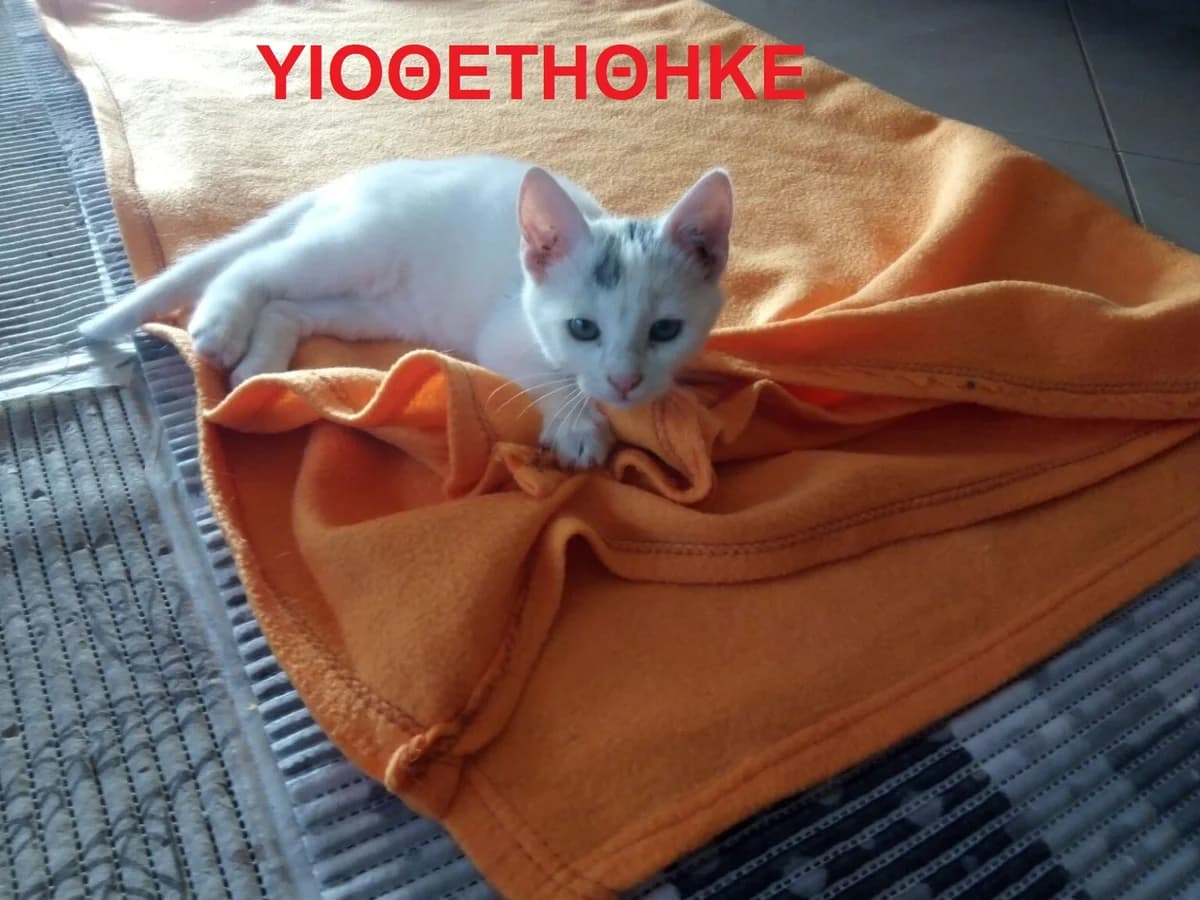 Psipsi (Ψιψή), female Mixed Breed for adoption at Animal Earth Eretria, Eretria (Euboea)