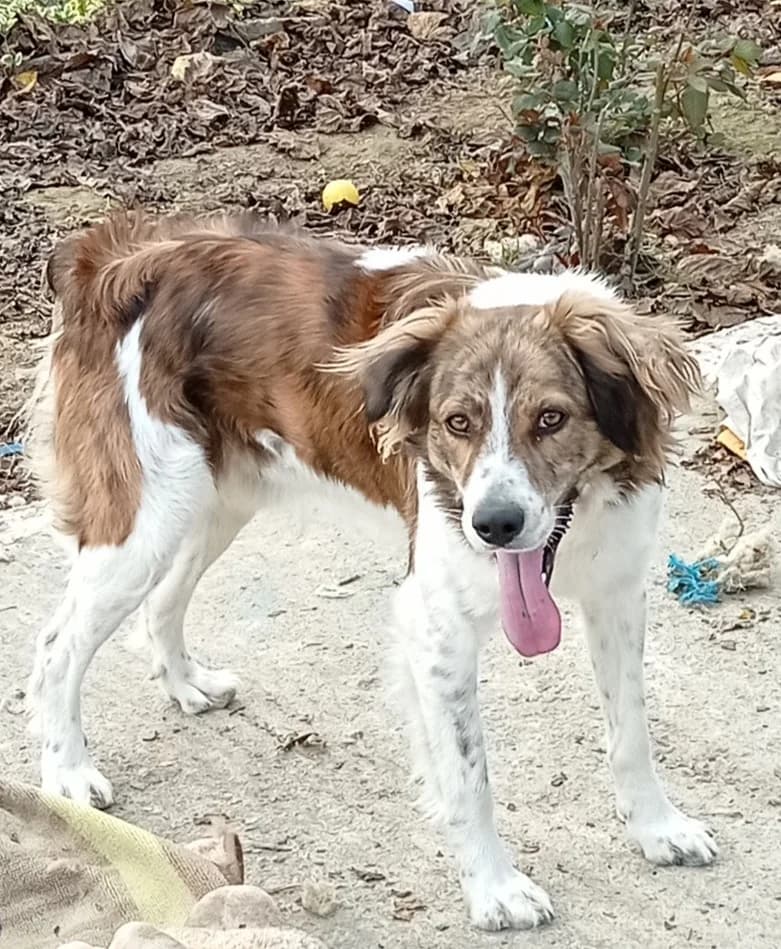 Άris (Άρης), male Mixed Breed for adoption at Animal Earth Eretria, Eretria (Euboea)