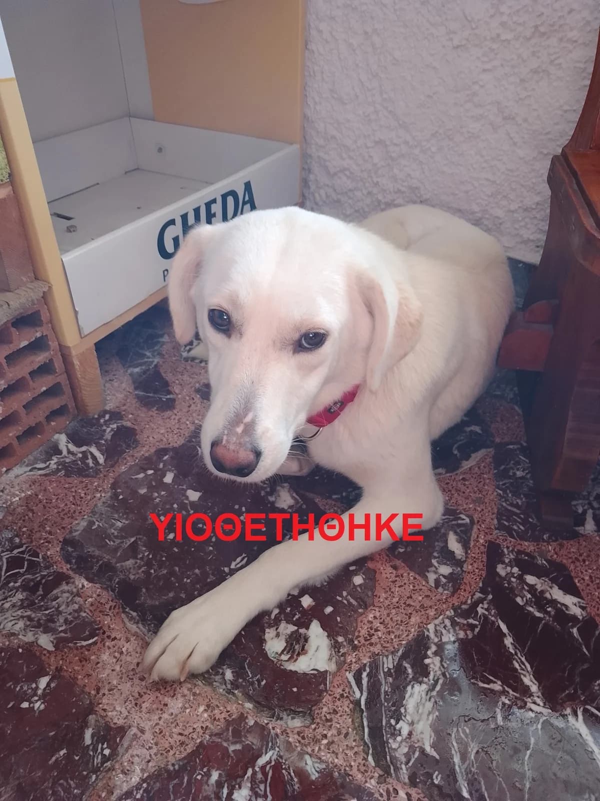 I Asproyla mas (Η Ασπρούλα μας), female Mixed Breed for adoption at Animal Earth Eretria, Eretria (Euboea)