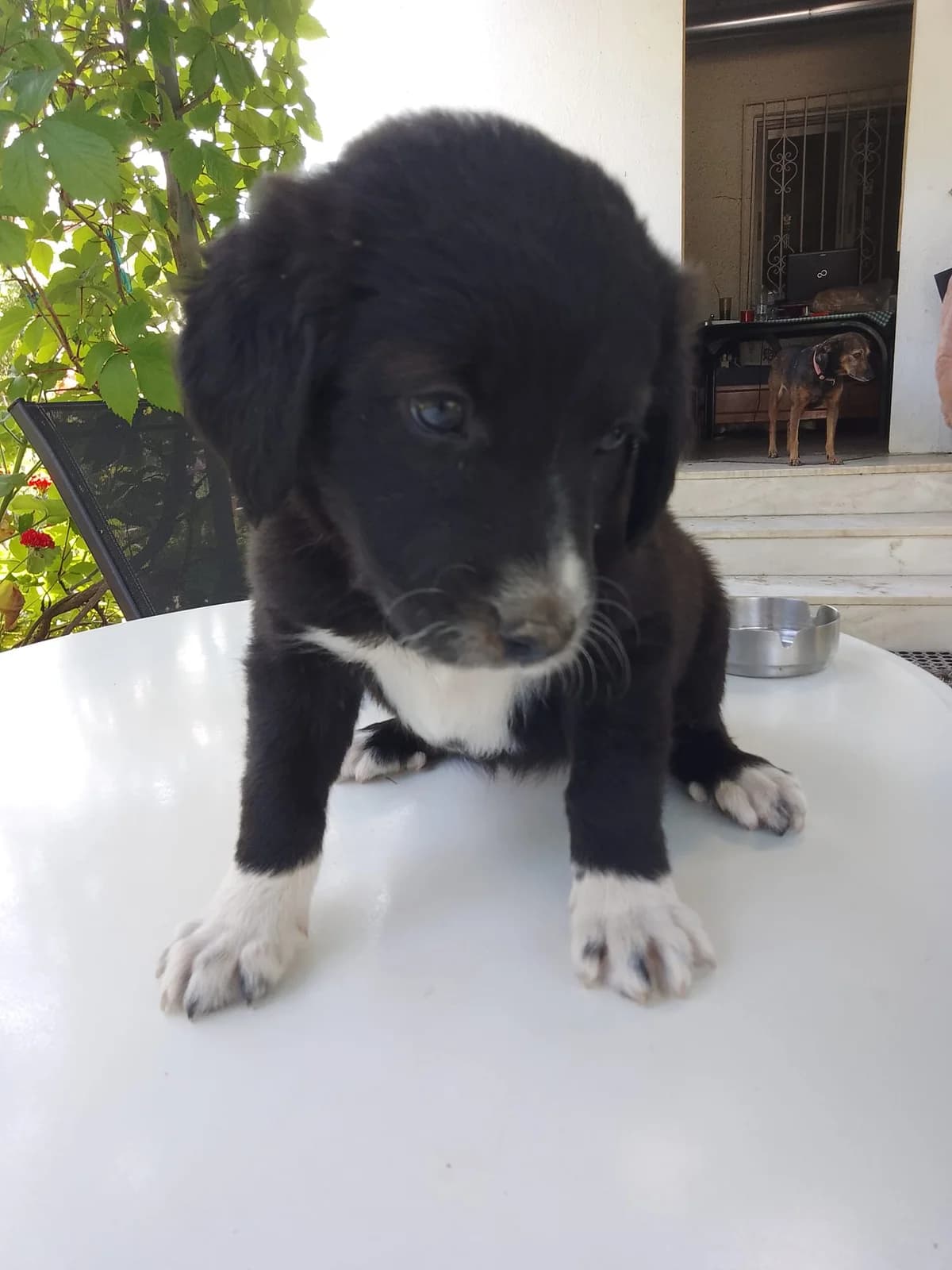 Tria glykytata koritsia (Τρία γλυκύτατα κορίτσια), female Mixed Breed for adoption at Animal Earth Eretria, Eretria (Euboea)