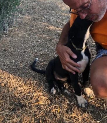 Ίrma (Ίρμα), female Mixed Breed for adoption at Animal Earth Eretria, Eretria (Euboea)