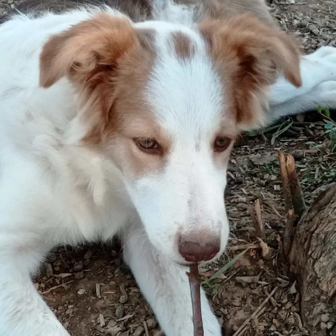 Fatsa (Φάτσα), male Mixed Breed for adoption at Animal Earth Eretria, Eretria (Euboea)