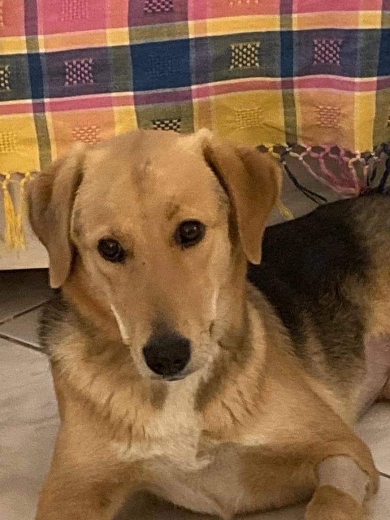 Fani (Φανή), female young Mixed Breed for adoption at Animal Earth Eretria, Eretria (Euboea)