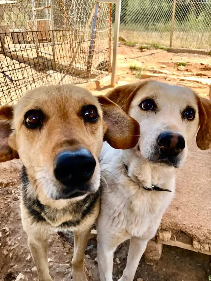 Lucy, Mixed Breed for adoption at Προστασία Ζώων Αίγινας και Αγκιστρίου