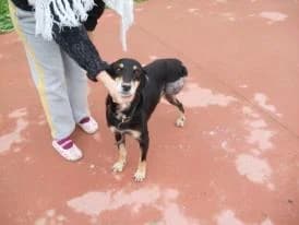 Έchei tria podia alla perisseyma agapis!!!!/please forward (Έχει τρία πόδια αλλά περίσσευμα αγάπης!!, male 7yo Mixed Breed for adoption at Animalscare.gr - Filozoikos Syllogos Chanion