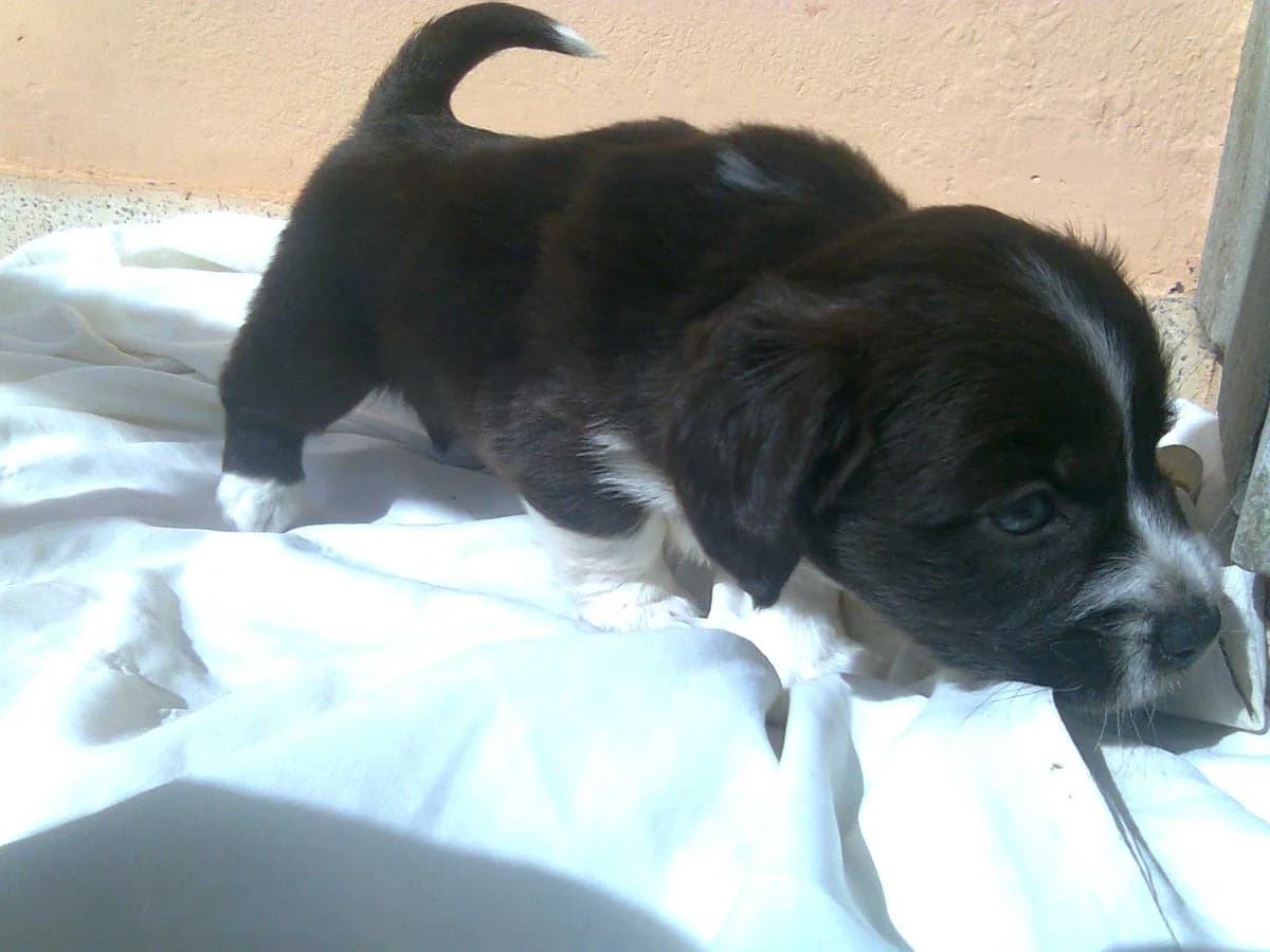 Charizetai epaniel mpreton!!! (Χαρίζεται επανιέλ μπρετόν!!!), female Mixed Breed for adoption at Animalscare.gr - Filozoikos Syllogos Chanion