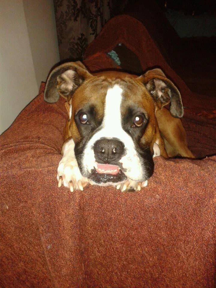 Boxer gia yiothesia (Boxer για υιοθεσία), male Mixed Breed for adoption at Animalscare.gr - Filozoikos Syllogos Chanion