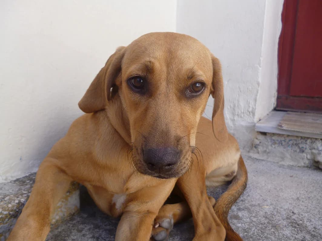 Xarizetai i Lilika!!!! (Xαρίζεται η Λιλίκα!!!!), female Mixed Breed for adoption at Animalscare.gr - Filozoikos Syllogos Chanion