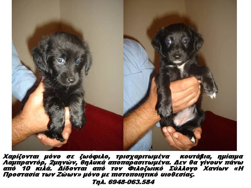 ChARIZONTAI IMIAIMA LAMPRANTOR (ΧΑΡΙΖΟΝΤΑΙ ΗΜΙΑΙΜΑ ΛΑΜΠΡΑΝΤΟΡ), female Mixed Breed for adoption at Animalscare.gr - Filozoikos Syllogos Chanion