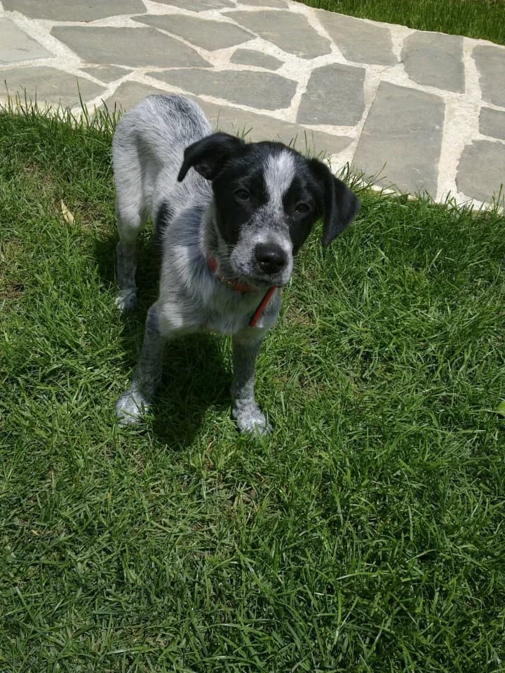 PsAChNEI SPITAKI K AGAPI!!! (ΨΑΧΝΕΙ ΣΠΙΤΑΚΙ Κ ΑΓΑΠΗ!!!), male Mixed Breed for adoption at Animalscare.gr - Filozoikos Syllogos Chanion